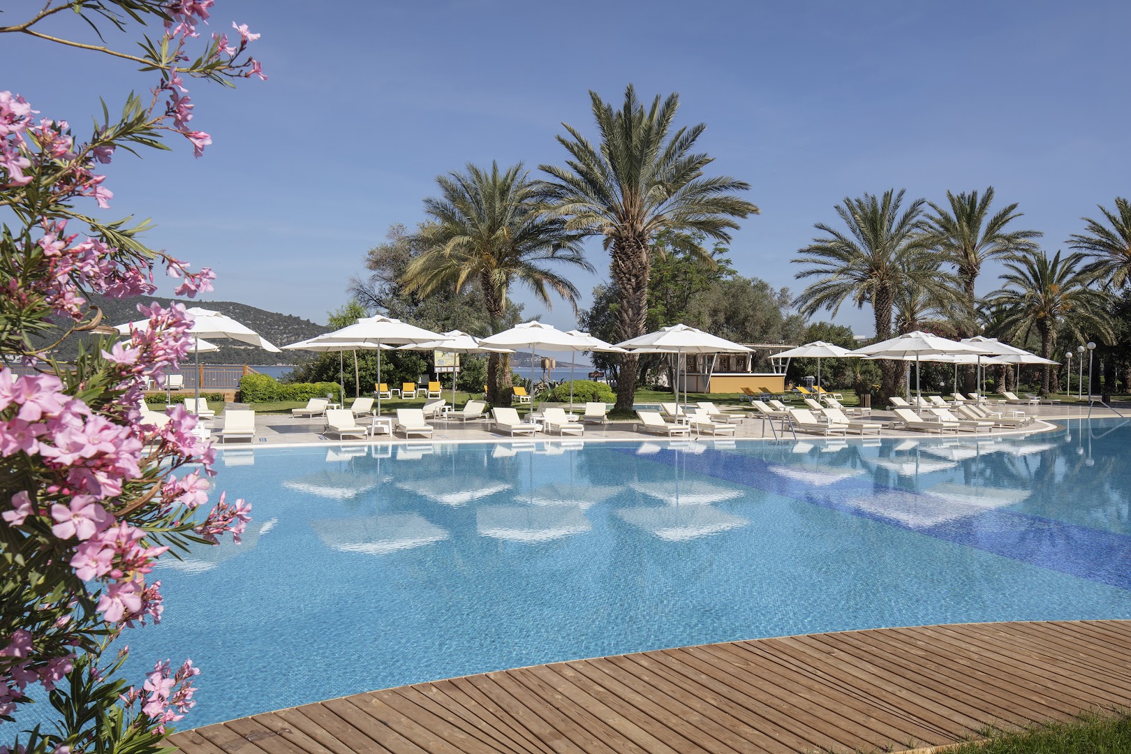 DoubleTree by Hilton Bodrum Isil Club Resort āra baseins dienā ar baltiem saulessargiem, palmām un ziedošiem krūmiem