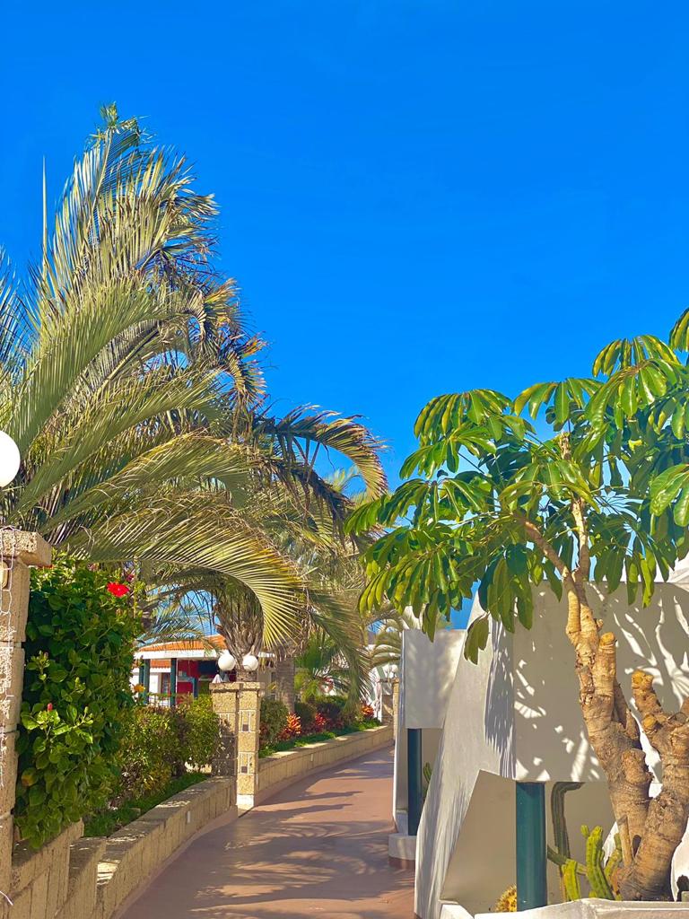 Saulains gājēju celiņš Malibu Park Apartments teritorijā ar palmām un tropiskiem augiem zem skaidrām zilām debesīm