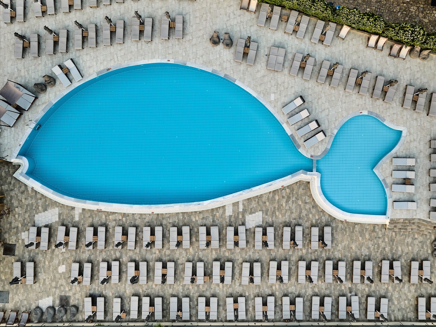 Blue Marine Resort & Spa zivs formas baseina skats no putna lidojuma, simetriski izvietoti sauļošanās krēsli un saulessargi uz terases
