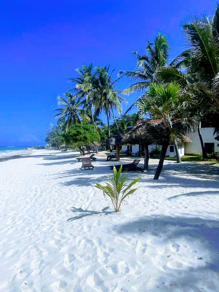 Diani Sea Lodge viesnīcas pludmales zona ar atpūtas krēsliem zem salmu saulessargiem, palmām un baltām smiltīm pie okeāna