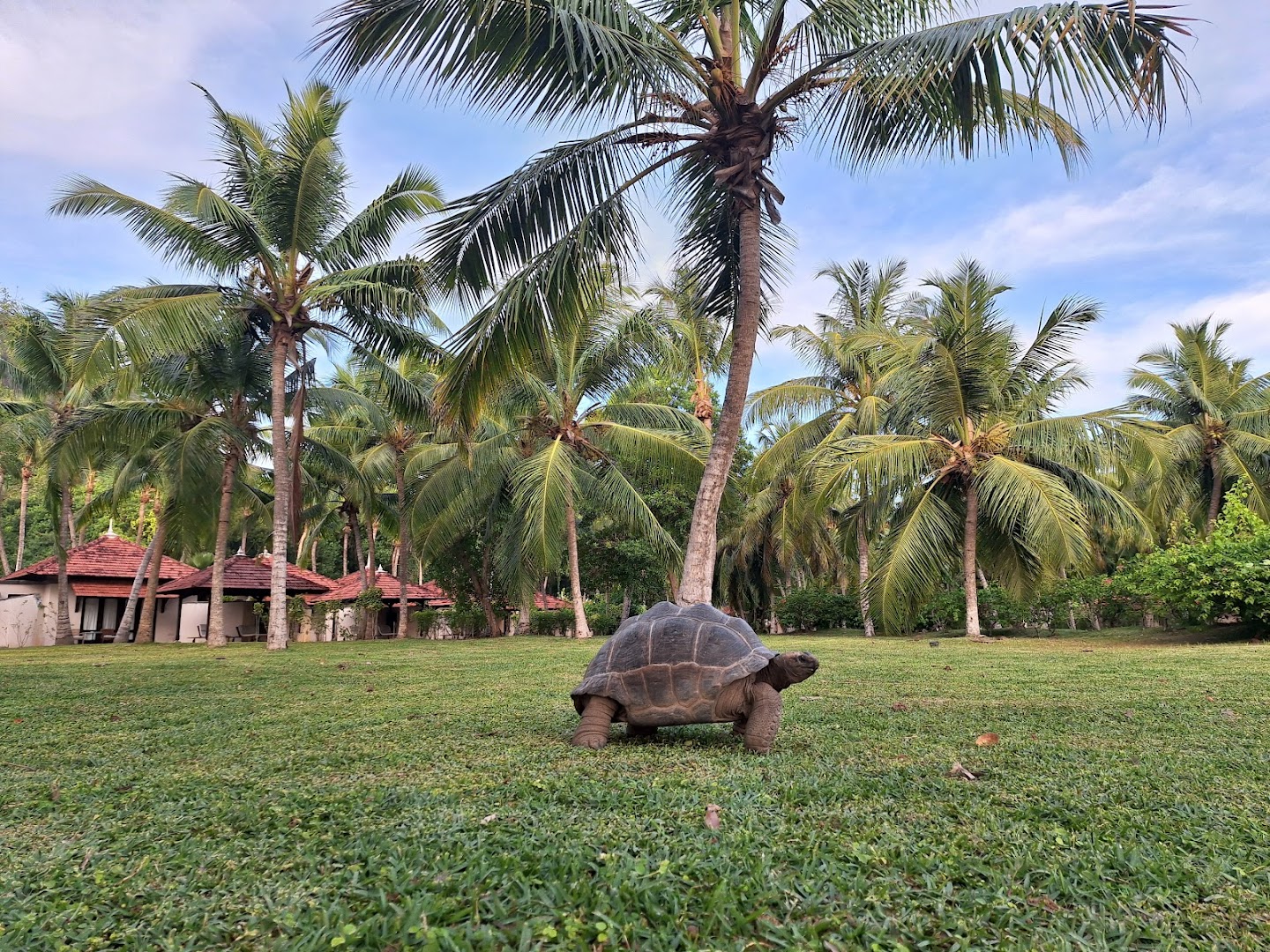 Club Med Seychelles kūrorta dārzs ar milzu bruņurupuci zālienā, fonā palmas un bungalo tipa numuri Seišelu salās