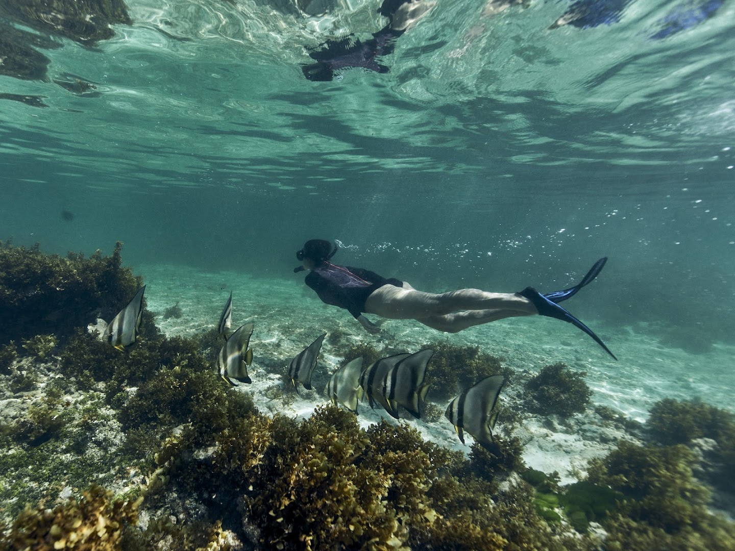Zemūdens skats Club Med Seychelles kūrortā — niršana ar masku un caurulīti kopā ar eksotisku zivju baru koraļļu rifā