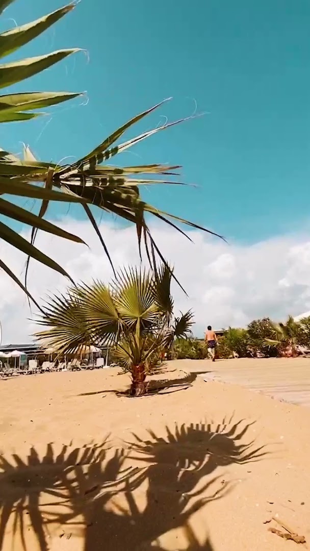 Von Resort Golden Coast pludmales skats caur palmu lapām uz smilšu krastu un saulaino debesi piekrastē.