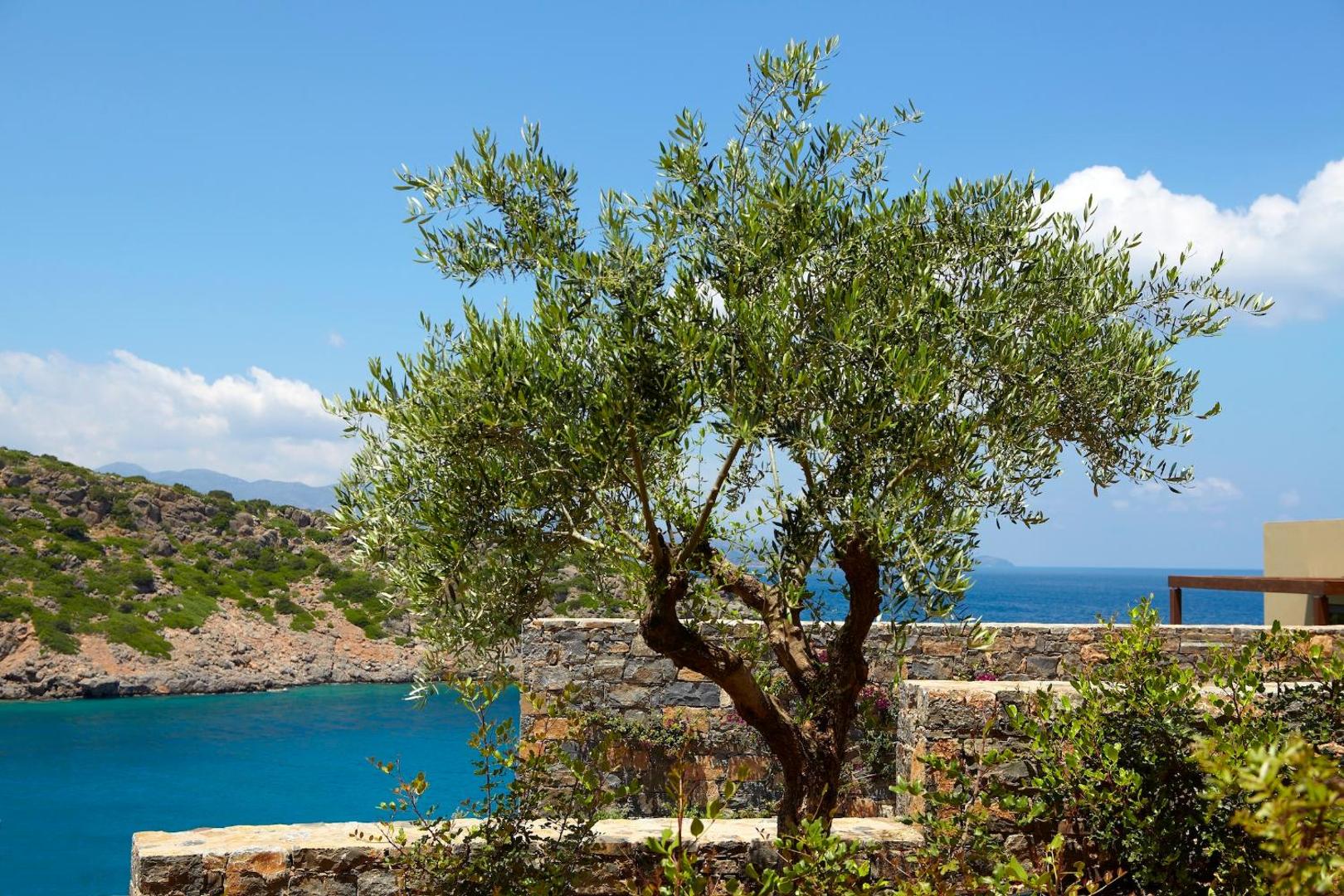 Olīvkoks Daios Cove Luxury Resort teritorijā uz akmens terases fona ar skatu uz Vidusjūru un piekrastes klintīm