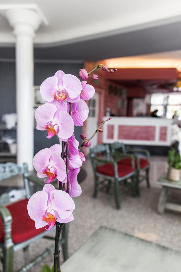 Sārtas orhidejas ziedi Hotel Colon Guanahani lobby zonā Tenerifē — fonā redzama viesnīcas reģistratūra un atpūtas krēsli