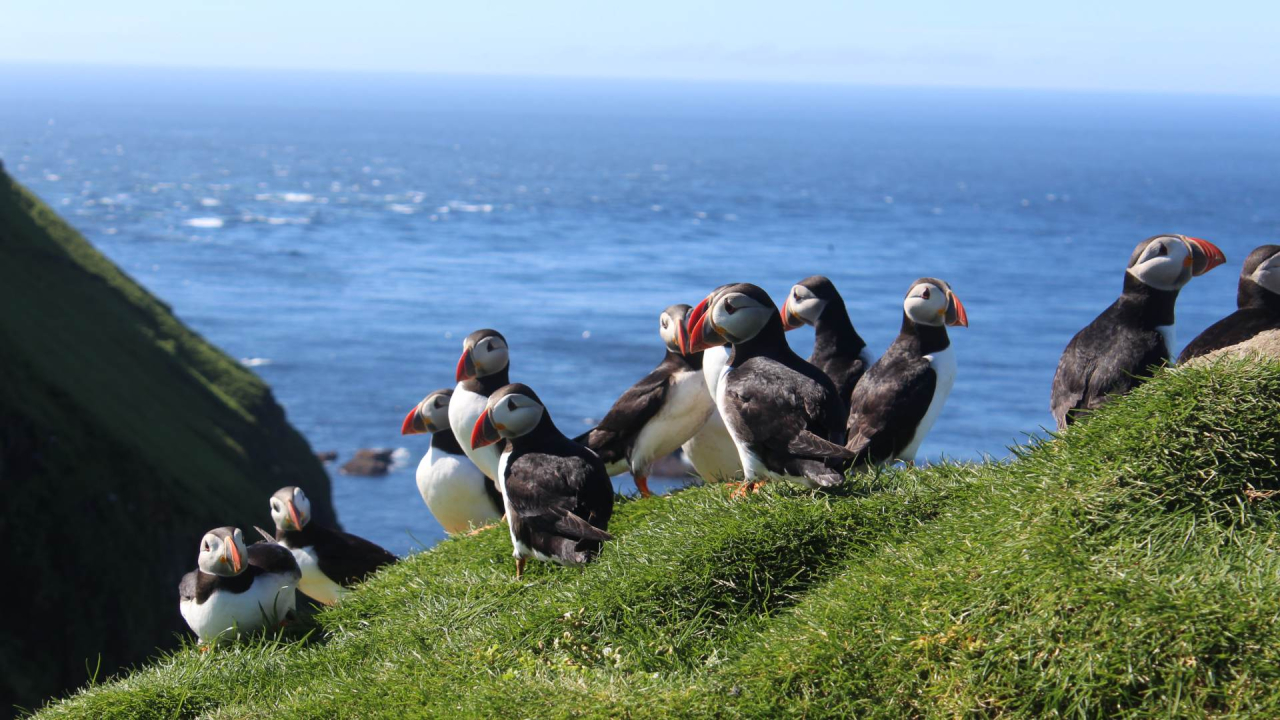 Maija brīvdienas Fēru salās