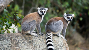 Foto: Skaistākais no Madagaskaras