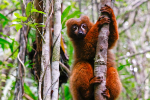 Foto: Skaistākais no Madagaskaras