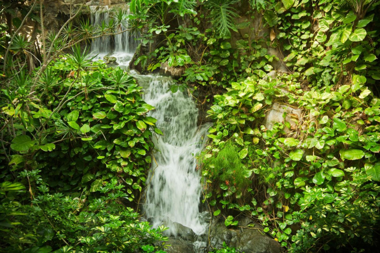 Jardines de Nivaria