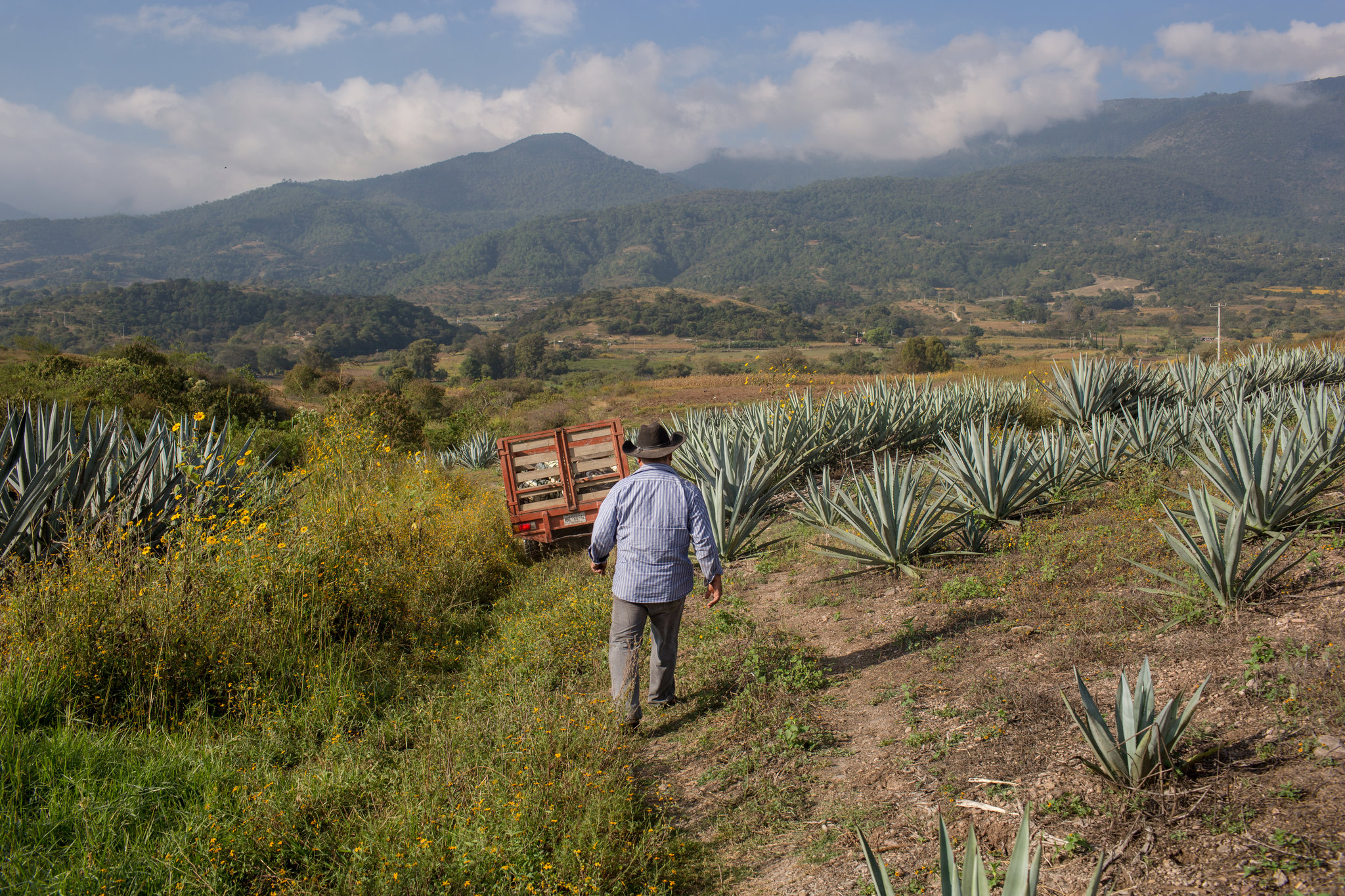 Meskala degustācija Oahakā – agaves lauks un tradicionālā ražošana Vanilla Travel ceļojumā