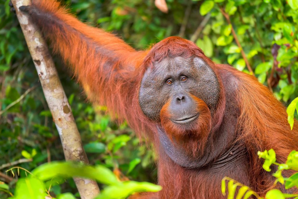 Orangutāns Borneo džungļos – satikšanās ar savvaļas dzīvniekiem Vanilla Travel ceļojumā